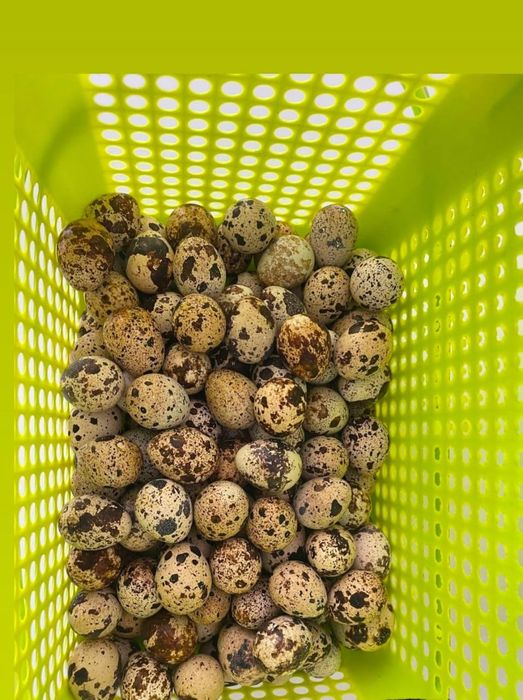 Продам яйца перепелиные домашние