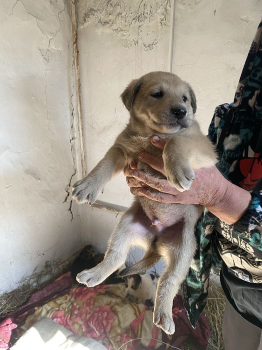 Щенята в добрые руки