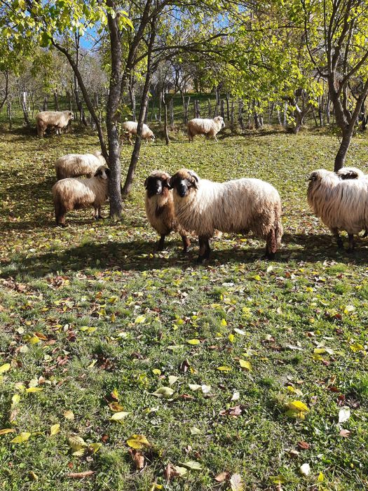 2 berbecuți de vânzare