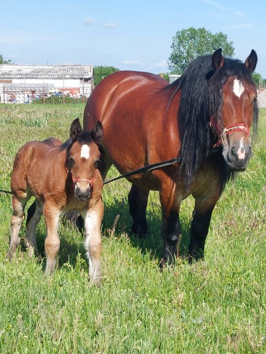 Vand armăsar ardenez de 4 ani
