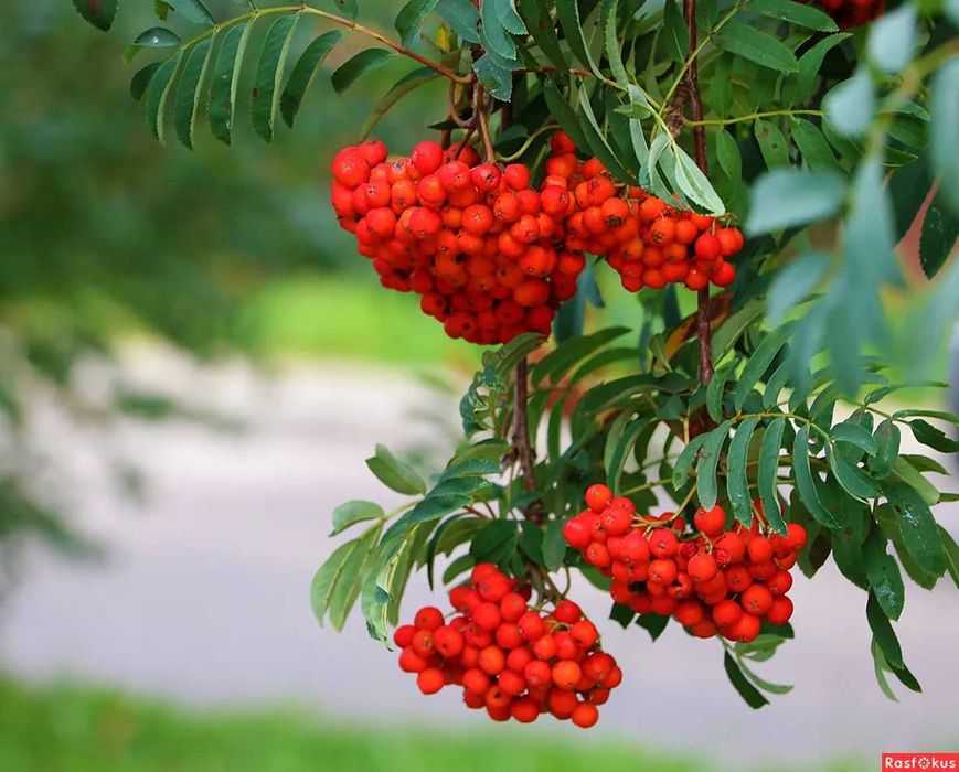 Продам саженцы и сеянцы ель голубая ёлка липа дуб рябина сосна береза