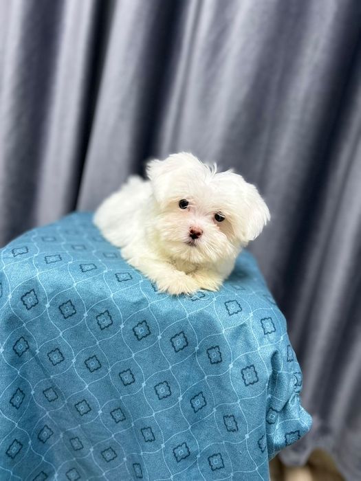 Bichon malteze mini