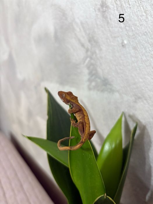 Puiuti Crested Gecko