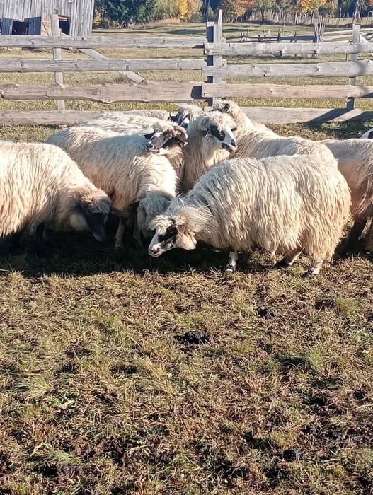 De vânzare 11 oi bune