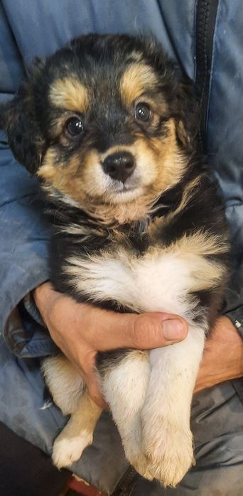 Отдадим в добрые, заботливые руки щеночков