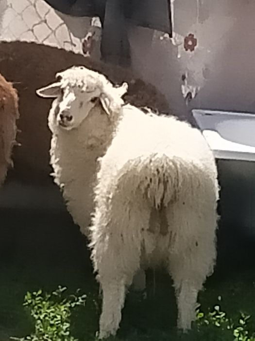Продам барана бараниха