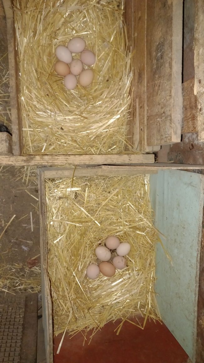 Продаётся яйца домашние.