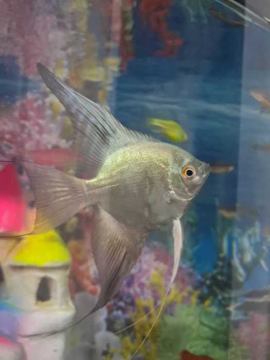 Скалярия 1 дона  6 см  платинум