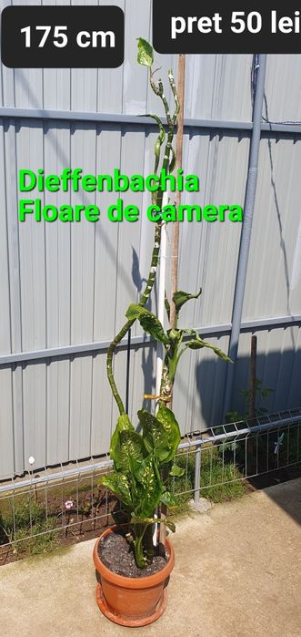 Floare de camera Dieffenbachia