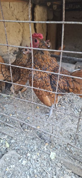 Zalatoy sbrayt tuxumlariga zakaz olaman
