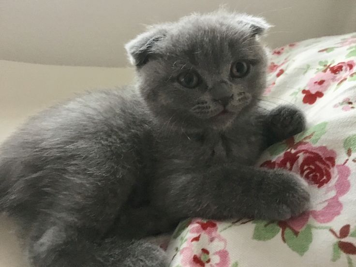 Britanski zotdor uzun yungli mushuk bolalari