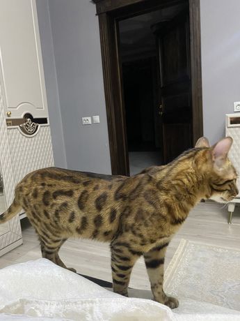 Вязка кота для девушки кошки Бенгальский