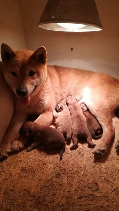 шиба ину- мъжки и женски  кученца