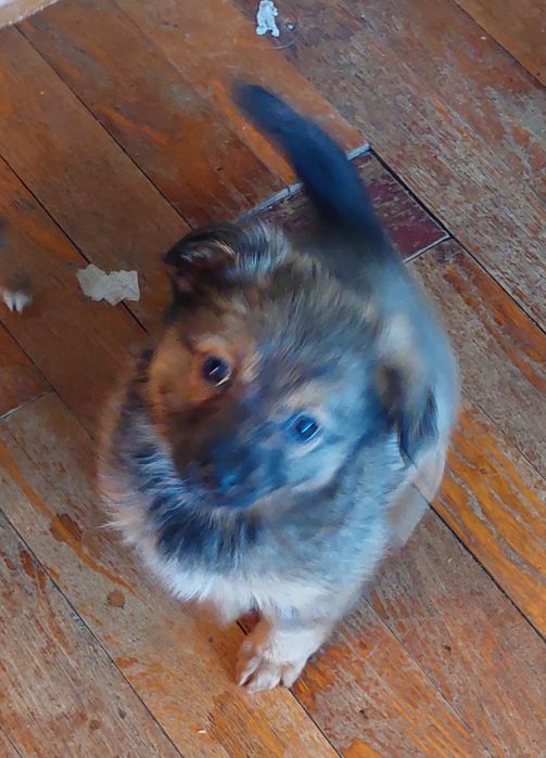 Щенки. 1 месяц. Домашнии