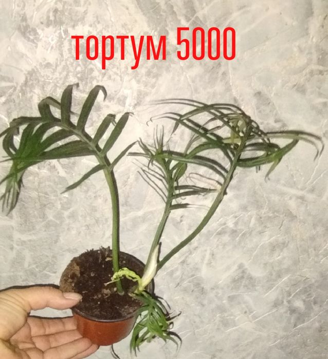 Цветы  комнатные