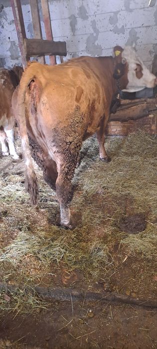 Vind vacă 5ani gestantă