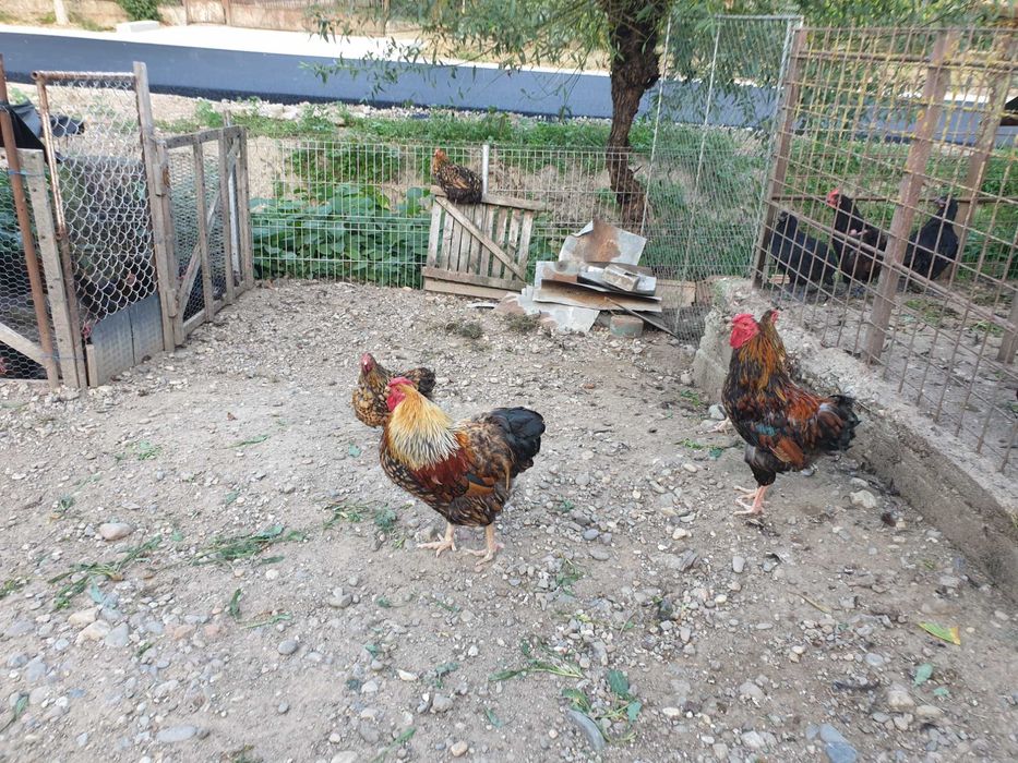 Găini wyandotte gsg