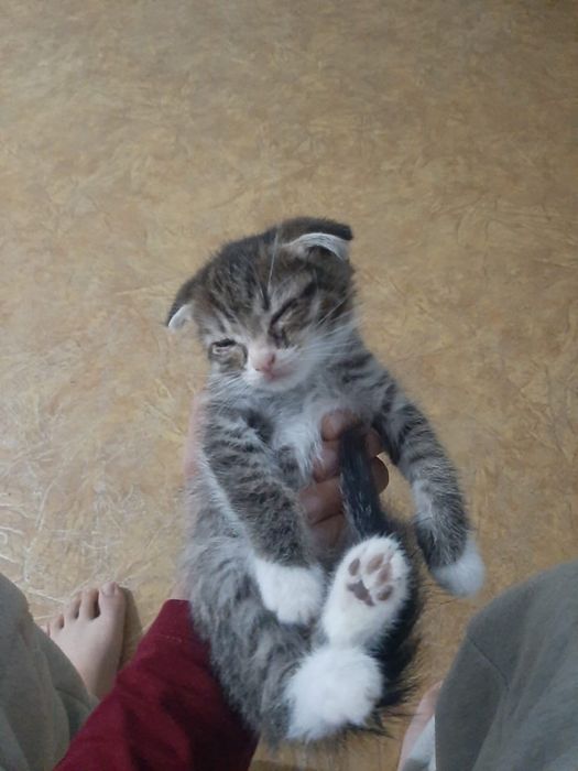 Отдам котика в добрые руки