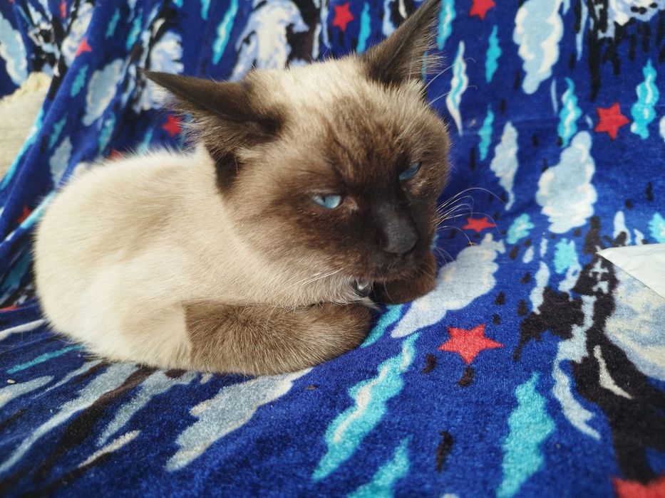 Кошка породистая