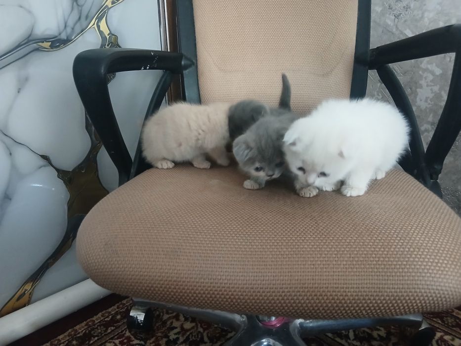 Mushuk bolalari zotdor