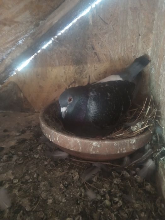 Porunbei de vînzare voiajori 2025.