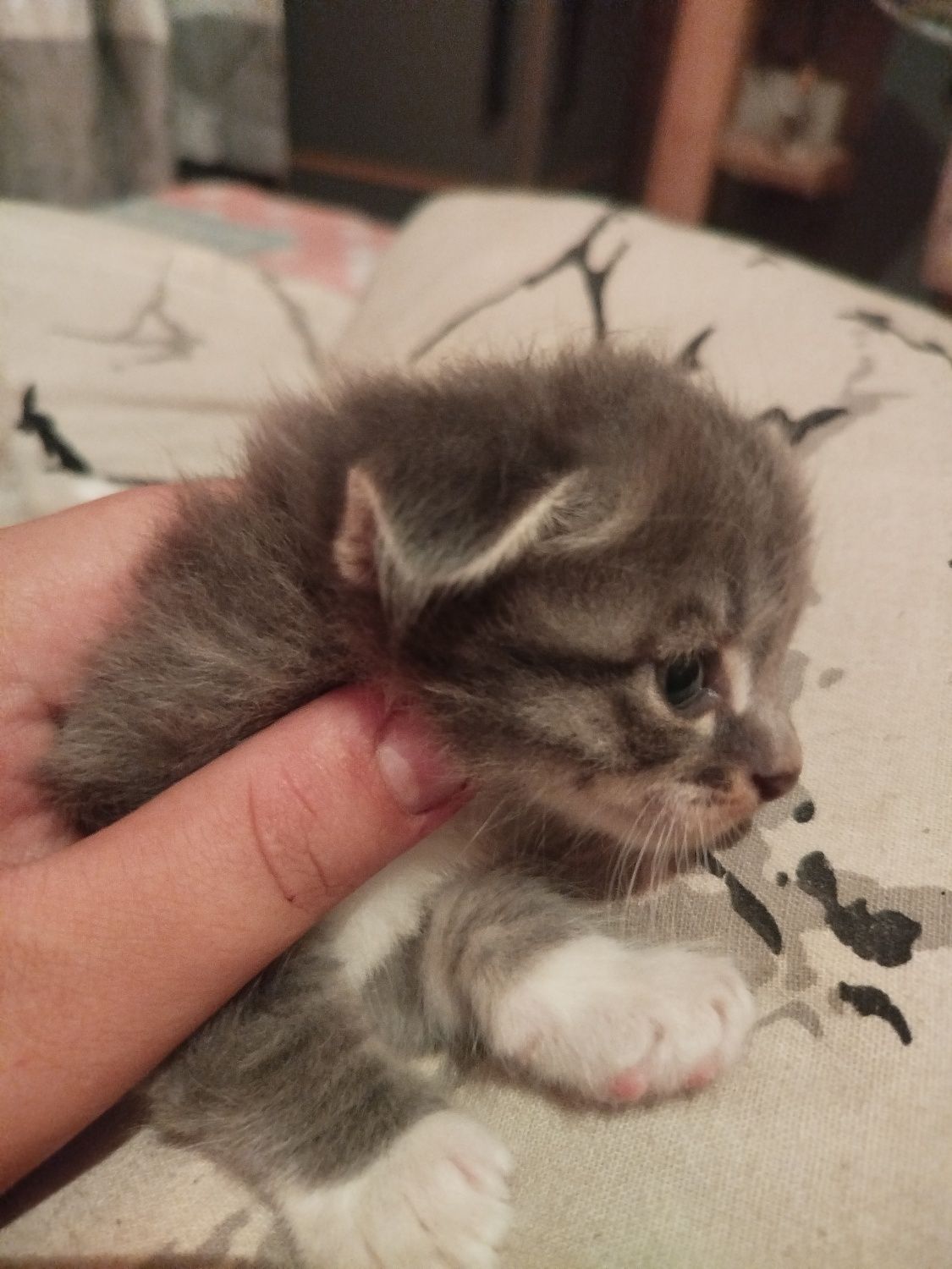 Котята вислоухие
