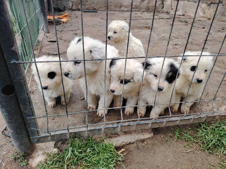 Căței spre adopție