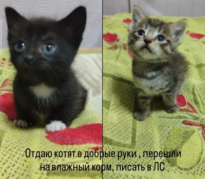 Отдаю котят в добрые руки , перешли на корм , влажный и сухой