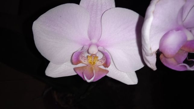 Орхидея фаленопсис продам.