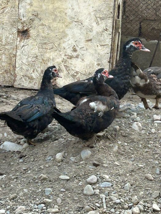 Продам шипунов индоуток