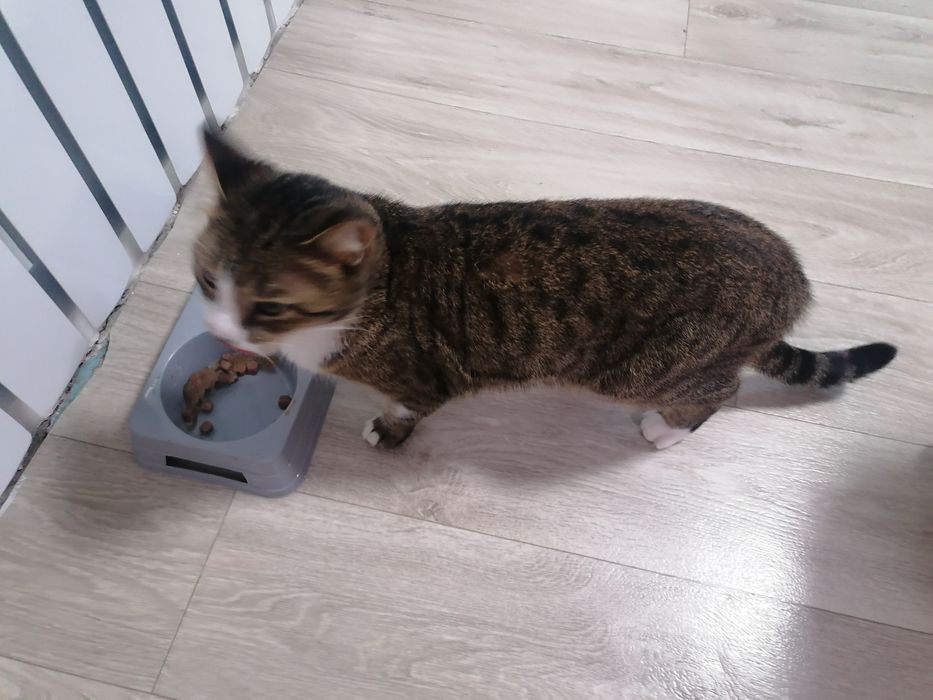 Отдам кошку в хорошие руки