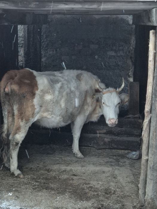 Сиыр және тайынша сатамыз