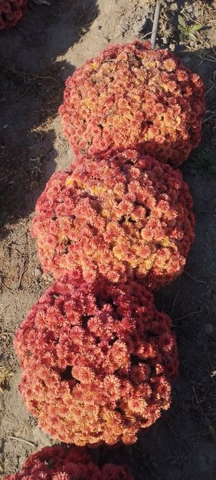 Кузги гуллар сотилади