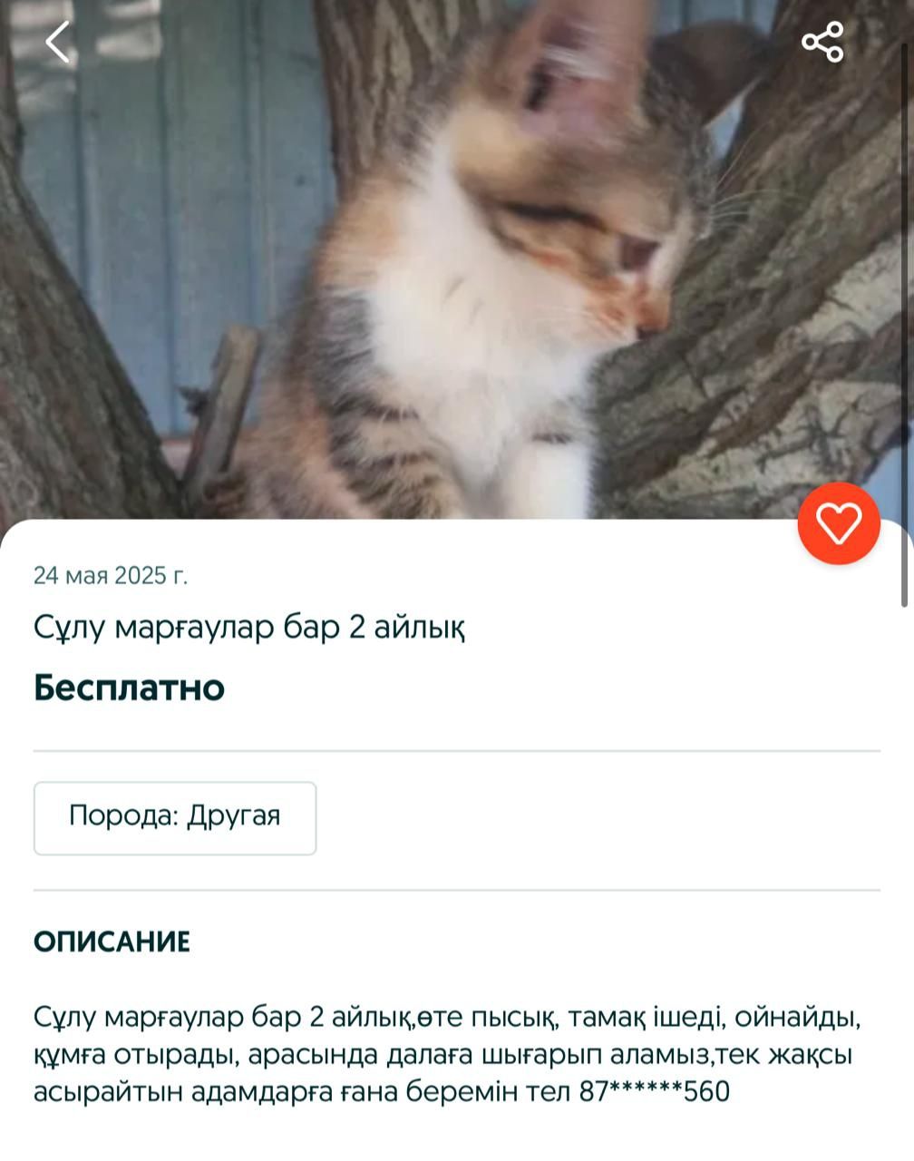 Сұп-сұлу, пысық кішкентай марғаулар бар