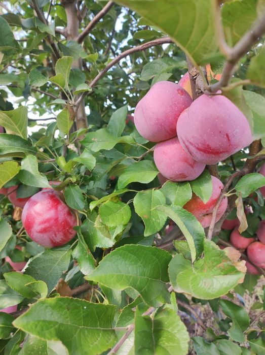 Vând Mere și Pere din plantația proprie