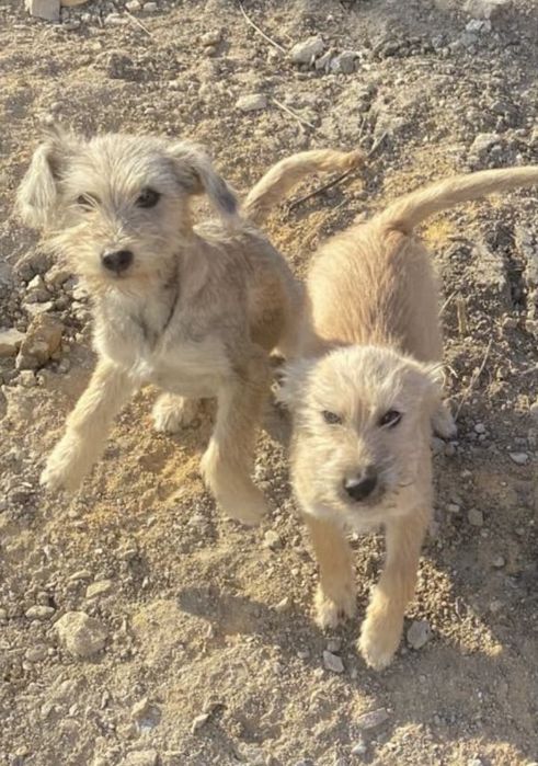 Щенки ищут  себе хозяина