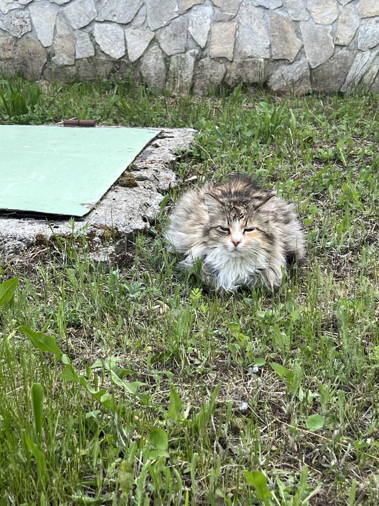 породиста котка, Norwegian Forest cat