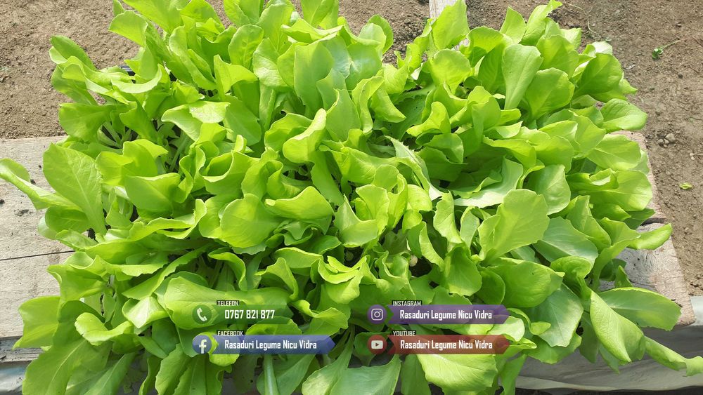 Vand rasad de salata verde si alte rasaduri de legume