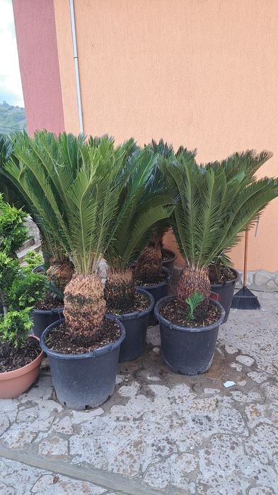 Chiparos Leylandy Smarald Columnaris etc