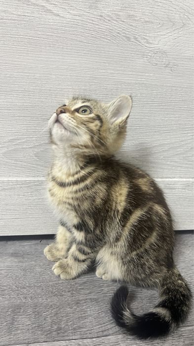 котенок бенгальская порода