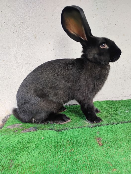 Vînd iepuri de RASĂ ,!!