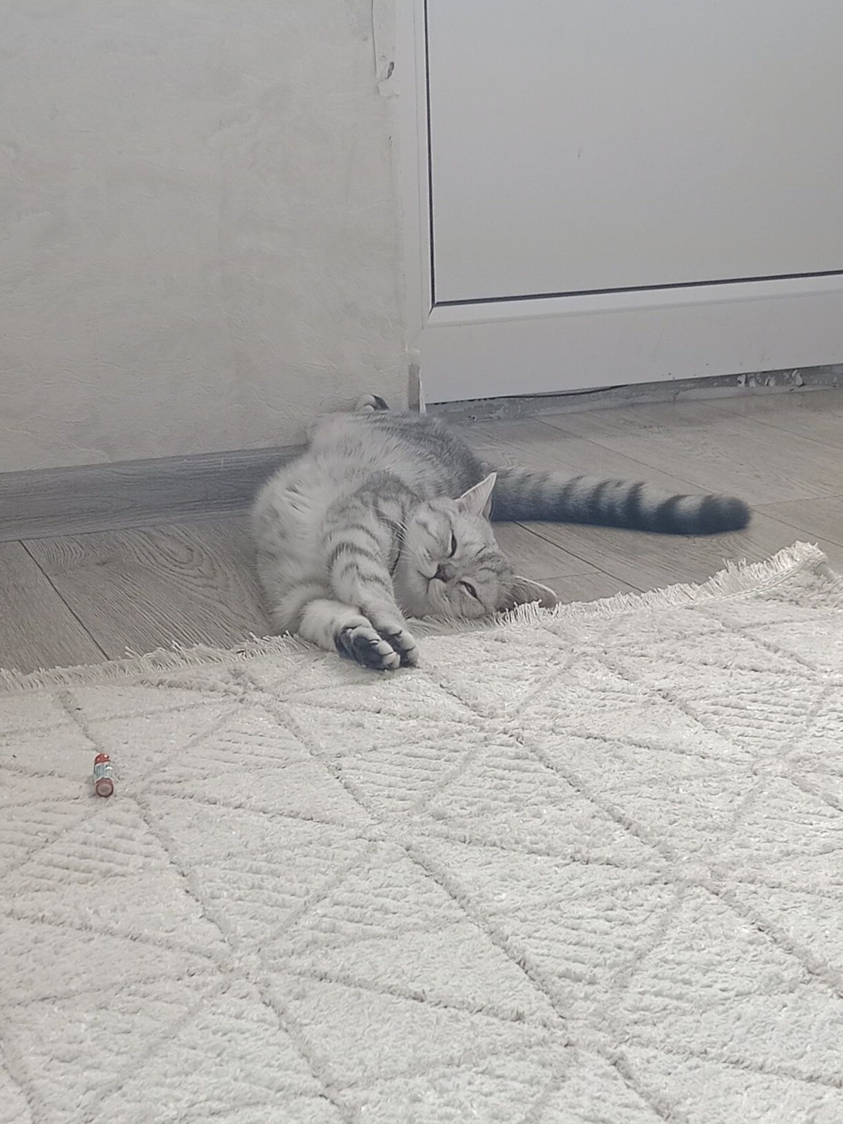 Котёнок 4 месяца