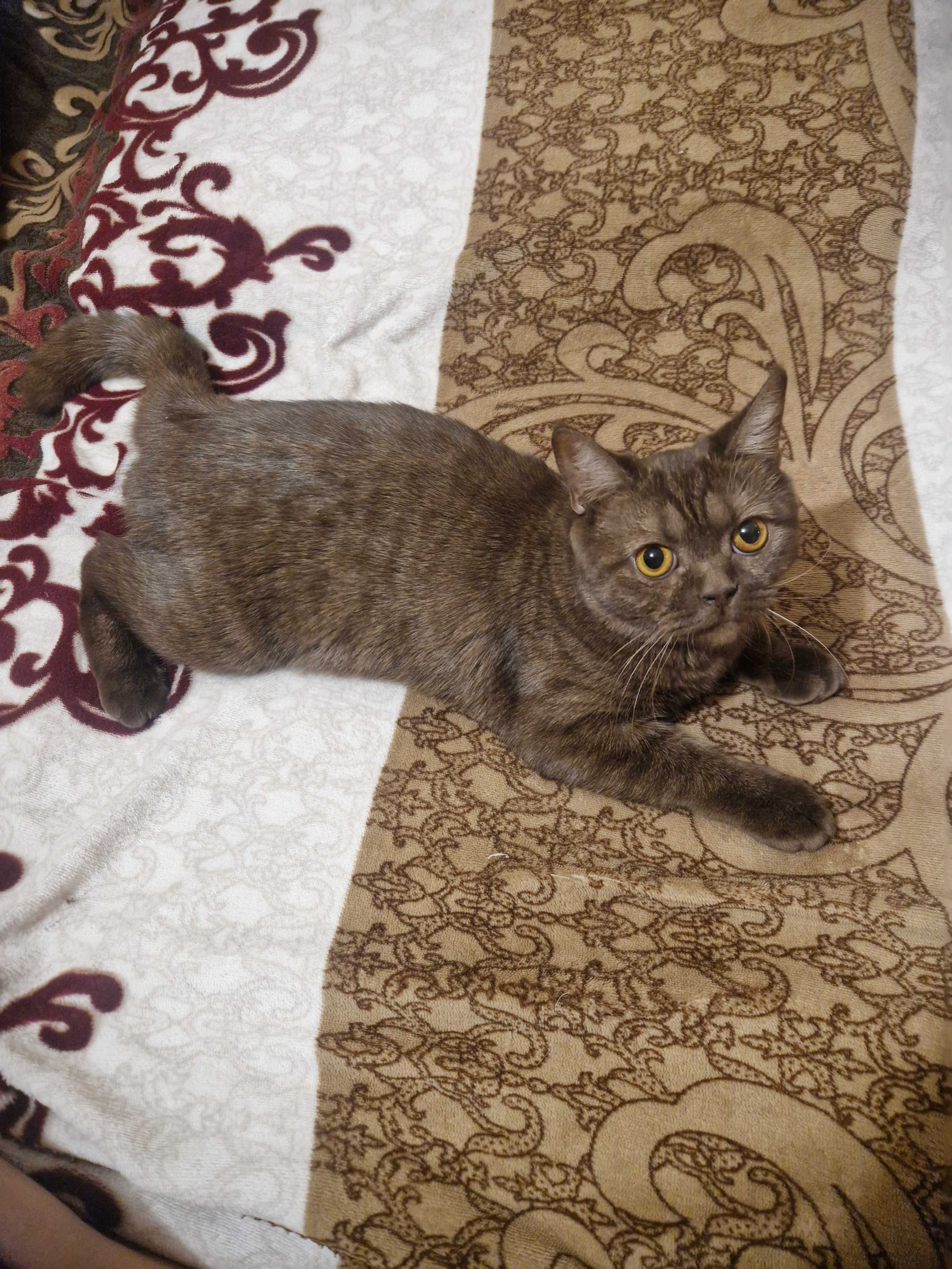Красавица кошка.