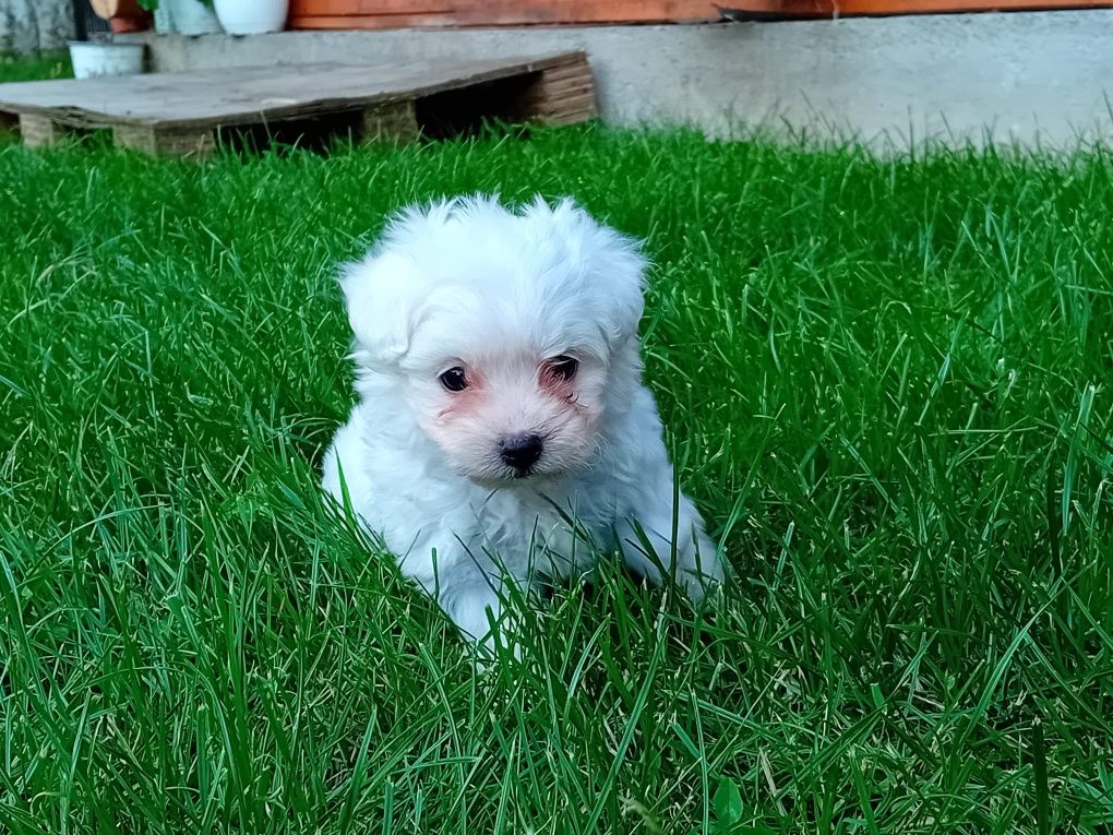 Bichon maltesse talie mică