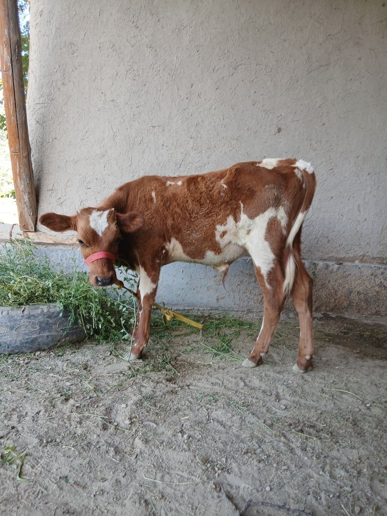 Ona bacha sigir sotiladi zôr yuvoshgina mol