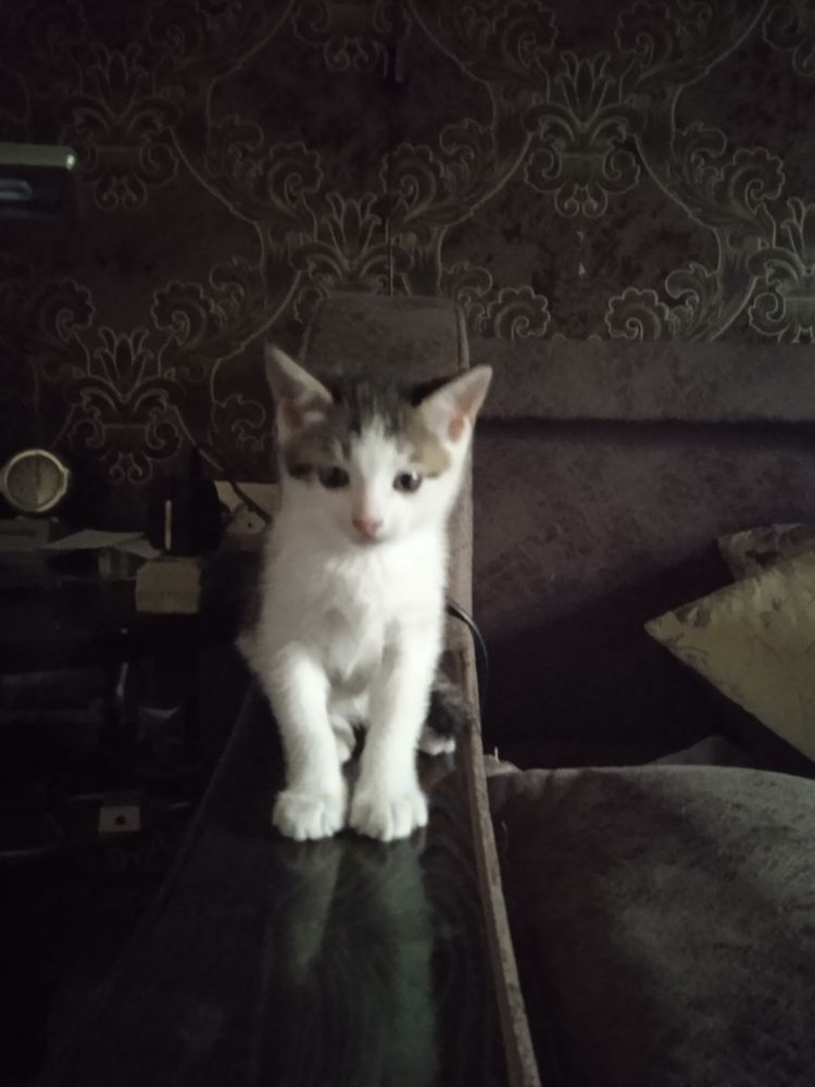Котик ищет своего хозяина
