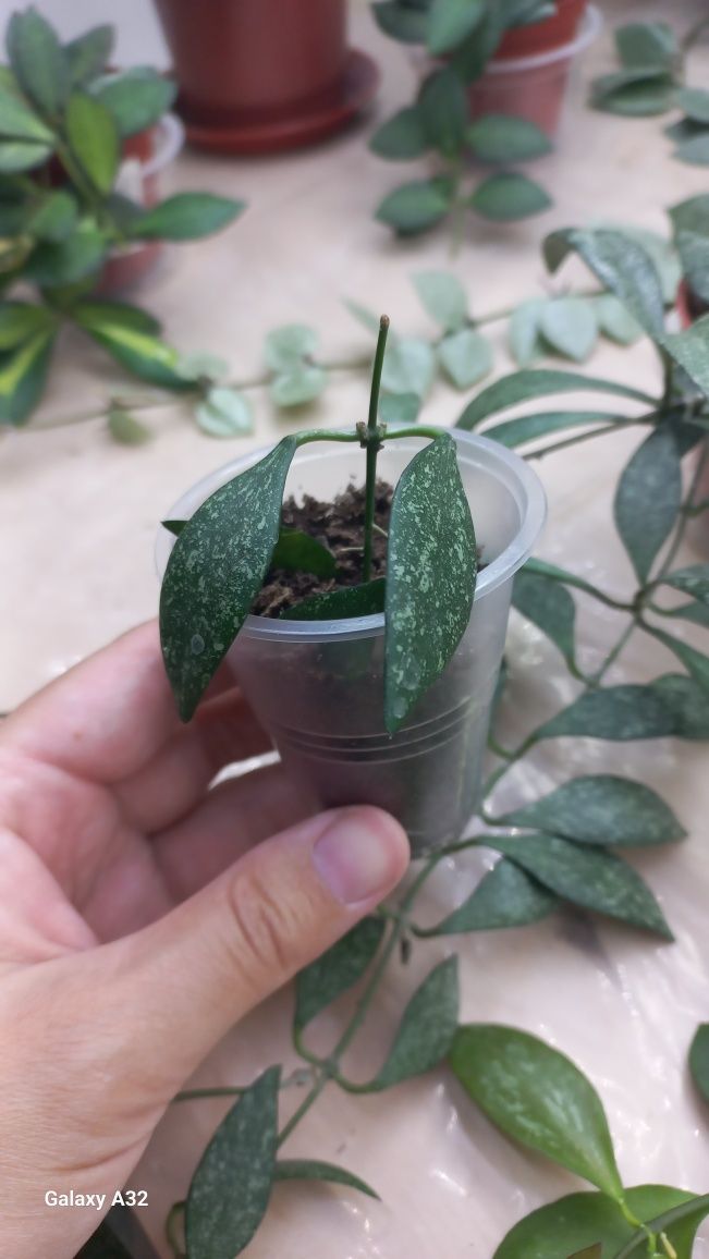 Хойя Parviflora Splesh укарененный росток