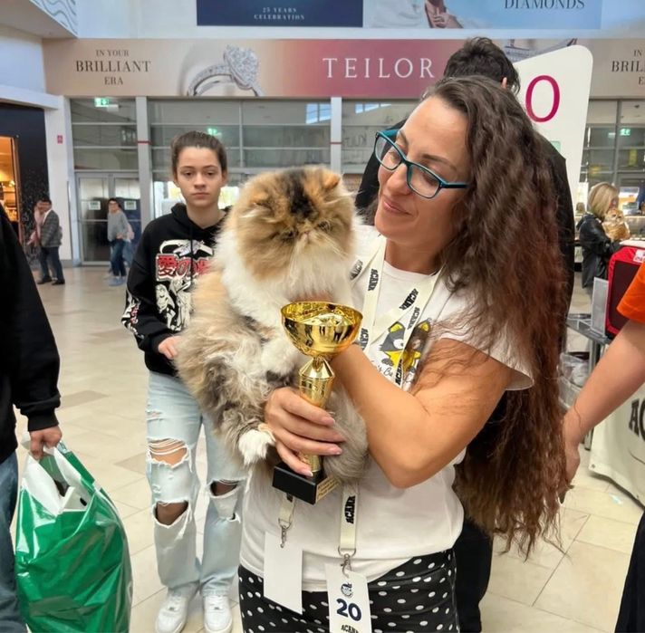 Pisica Persana Testata genetic si viral sterilizata