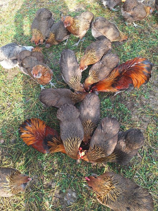 Araucana tineret 2025