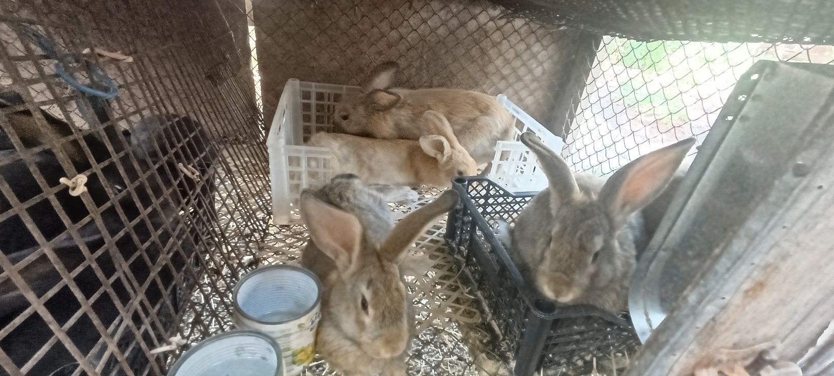 Quyonchala razmeri oyi har hil ranglariyam bor narxini kelwamza